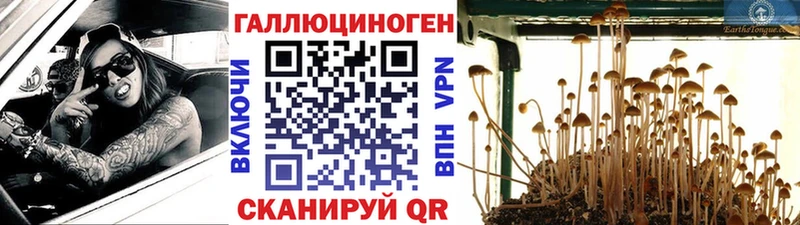 Псилоцибиновые грибы Cubensis  закладка  Гай 
